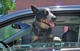 AAA has released a list of the best car for dogs. (Photo by Josh Condon.)