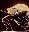 Scanning electron microscope image of bed bug (© Tim Flach/Getty Images)