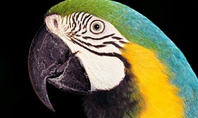 A Pittsburgh woman was without her parrot for a week after her lender wrongly started foreclosure proceedings on her home. (© Tom Brakefield/Getty Images)