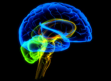 Brainophiles // Human brain (© Getty Images/3D4Medical.com)