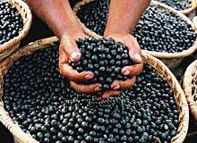 Acai плодове (C) Роджерио Assis / SambaPhoto / Getty Images